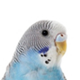 Voltrega - Acc. pájaros