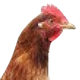 Voltrega - Acc. gallinas
