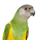 Voltrega - Loros