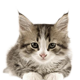 Voltrega - Gatos